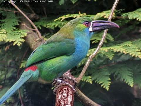 Pretty Yellow-browed toucanet