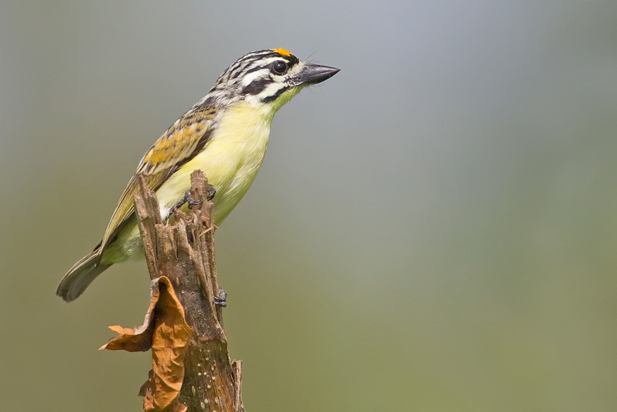 Yellow-fronted tinkerbird