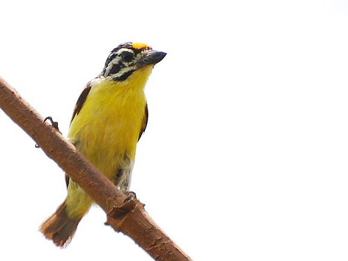 Pretty Yellow-fronted tinkerbird