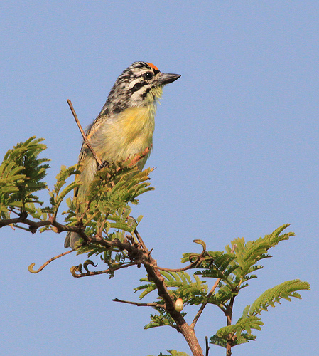 Pretty Yellow-fronted tinkerbird