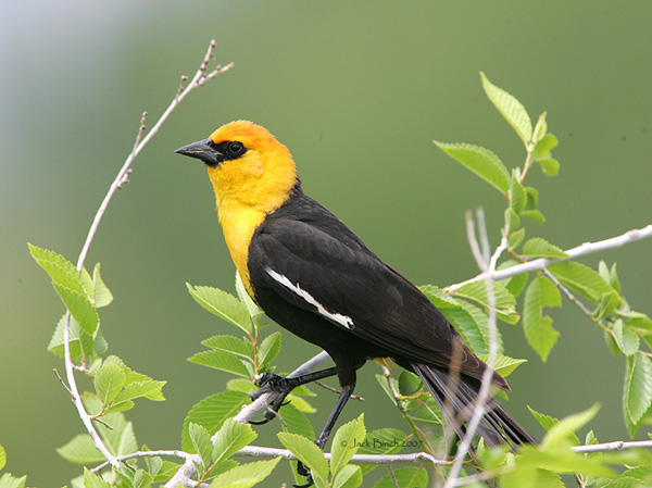 Pretty Yellow-headed blackbird