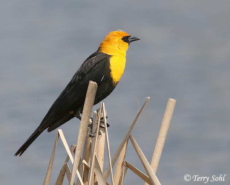 Pretty Yellow-headed blackbird
