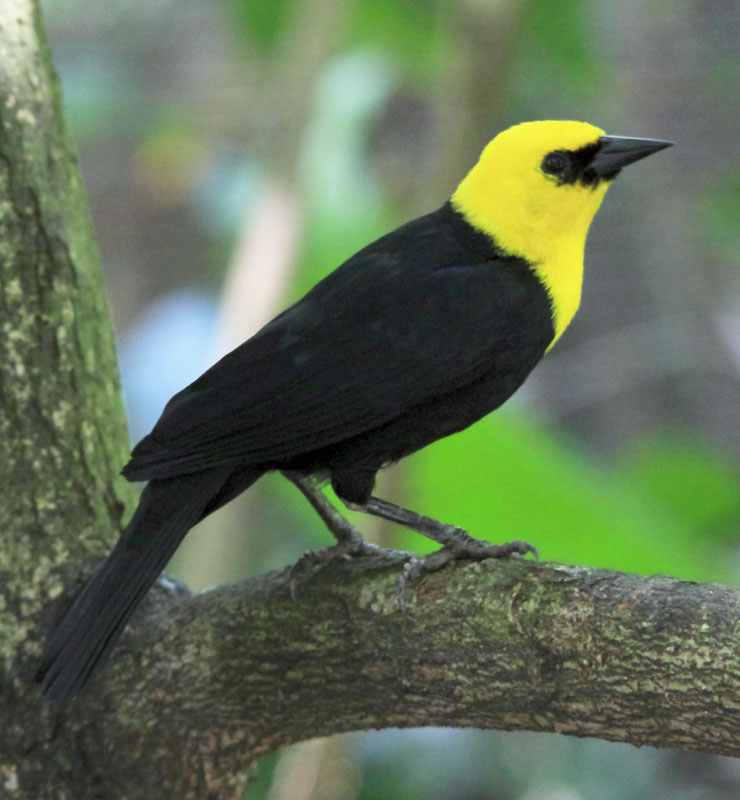 Pretty Yellow-hooded blackbird