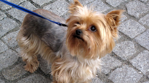 Nice Yorkshire Terrier - Dog Breed