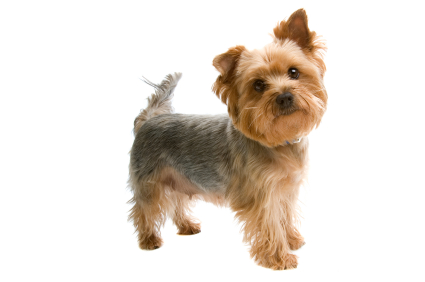 Cool Yorkshire Terrier - Dog Breed