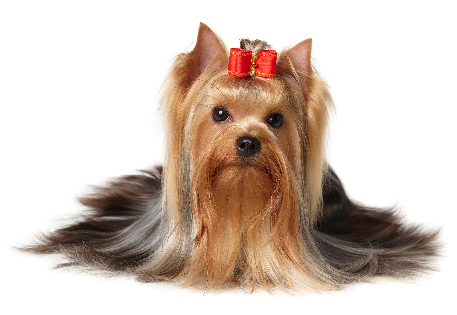Cute Yorkshire Terrier - Dog Breed
