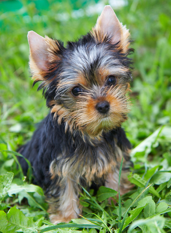 Photo Yorkshire Terrier - Dog Breed