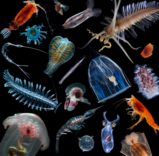 Nice Zooplankton