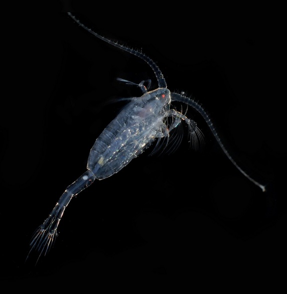 Pretty Zooplankton