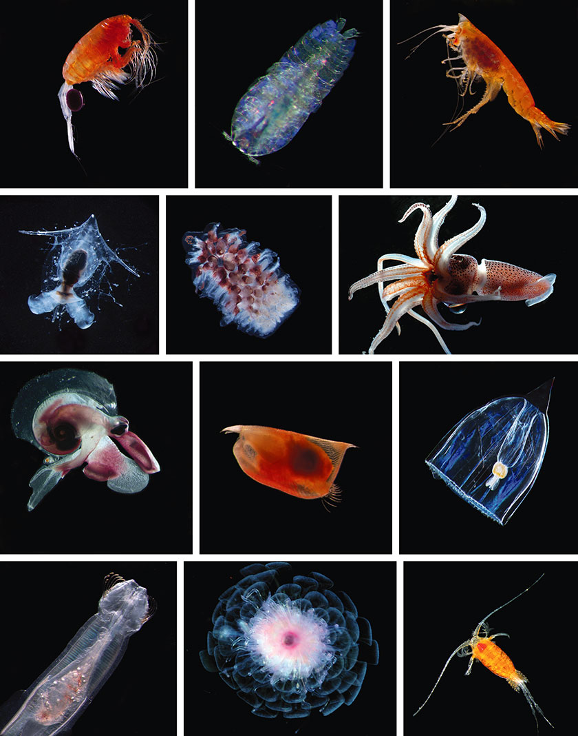 Cute Zooplankton