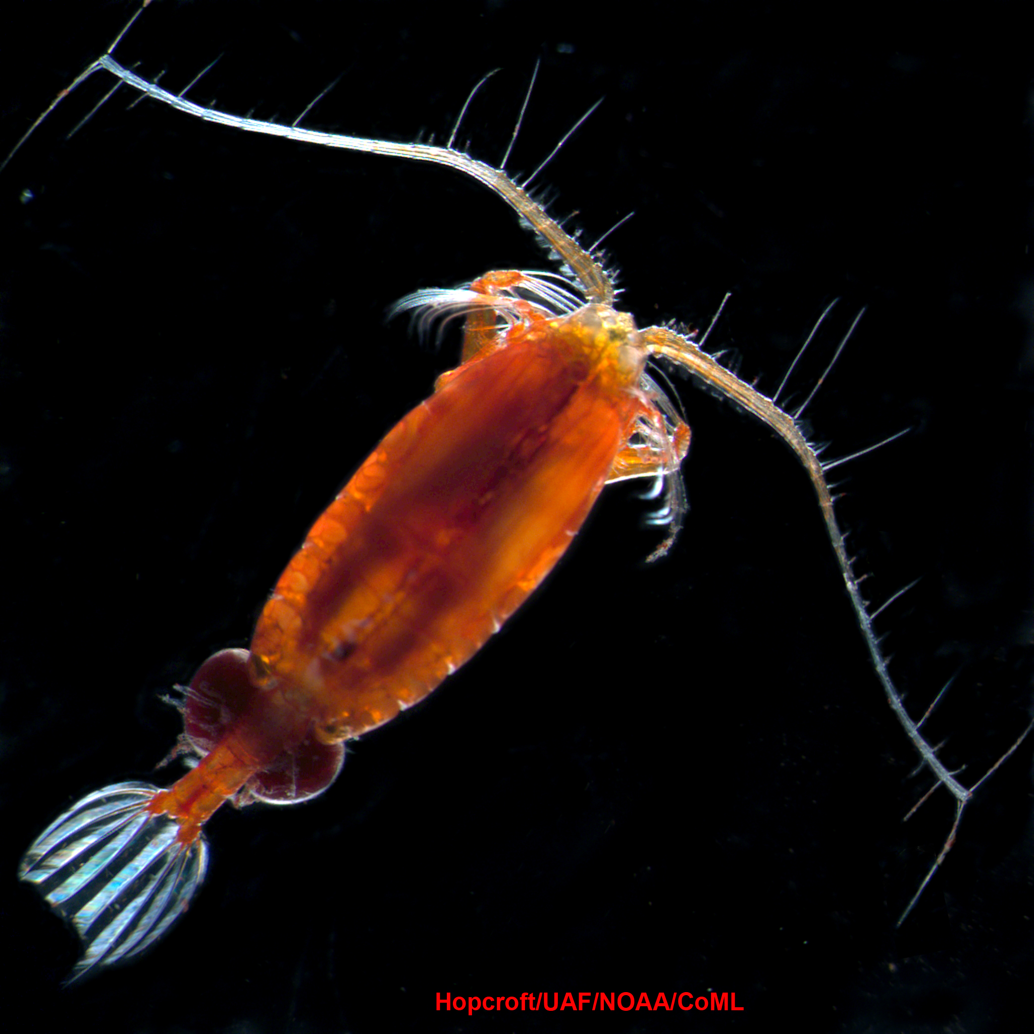 Zooplankton photo 