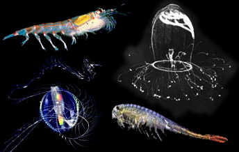 Zooplankton wallpaper