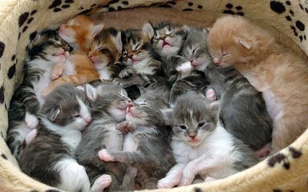 A group of kittens is known as?
