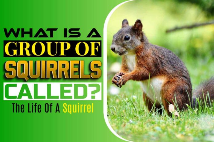 A group of squirrels is commonly known as dray. What’s the other name used for them?