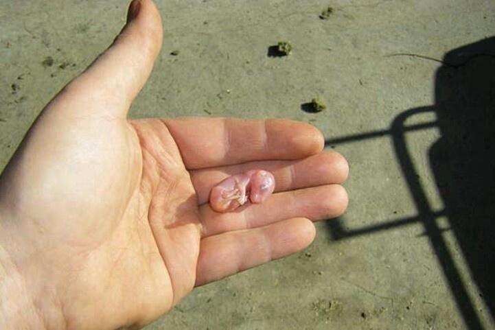 A newborn kangaroo has a size of?