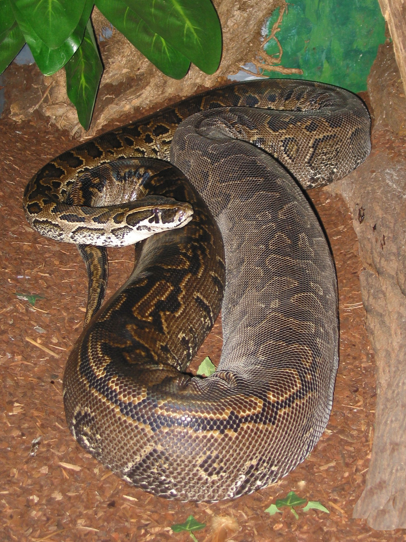 Are African rock pythons poisonous?