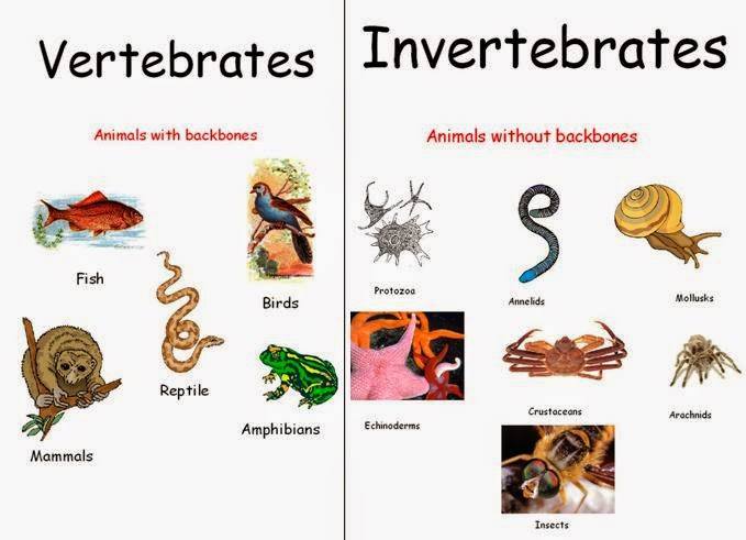 Are amphibians vertebrates or invertebrates?