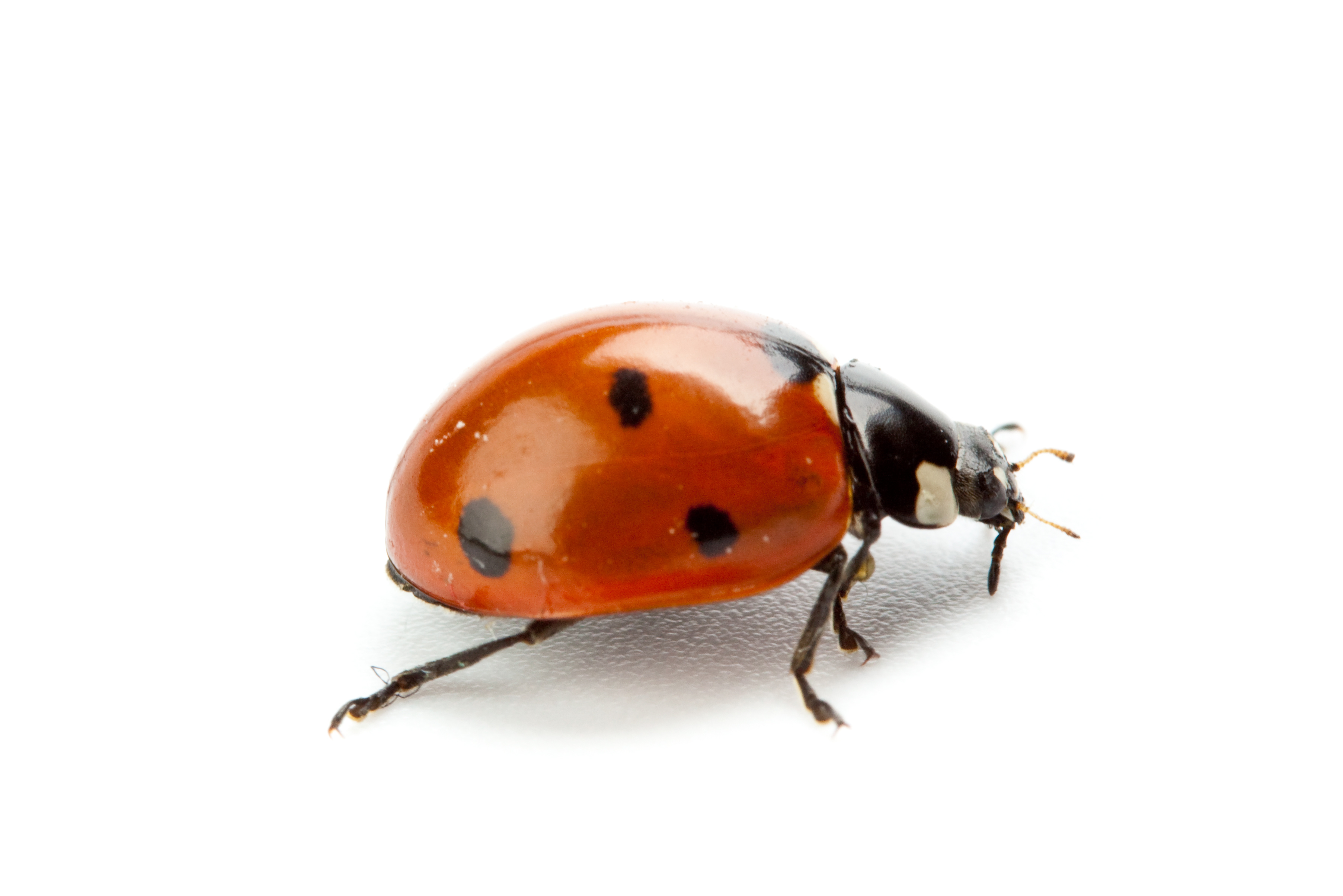Are any ladybugs poisonous?