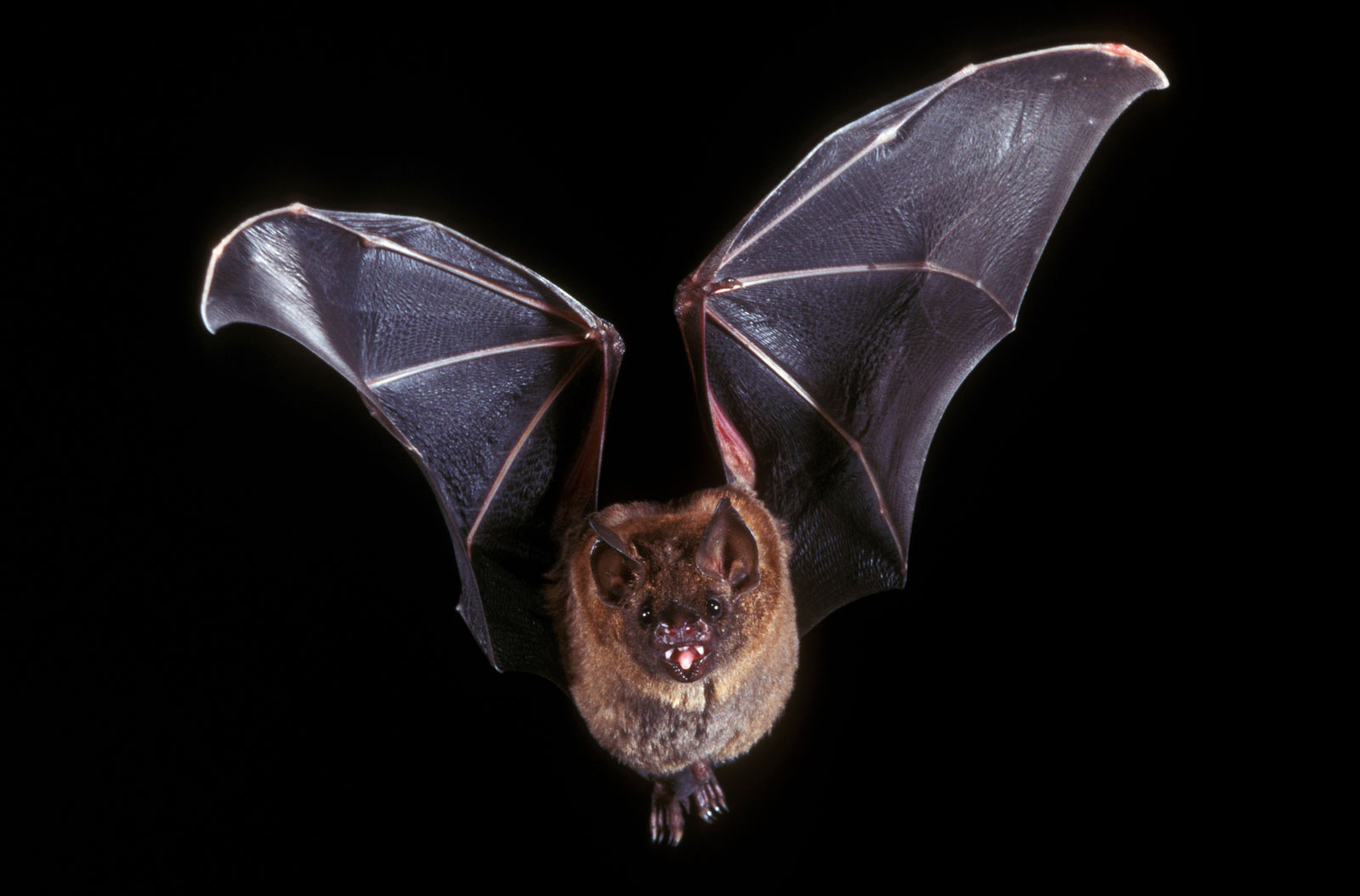 Are bats mammals that fly?