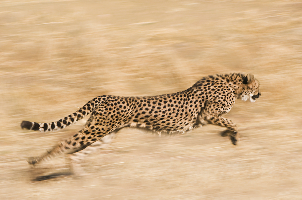 Are cheetahs good at running?