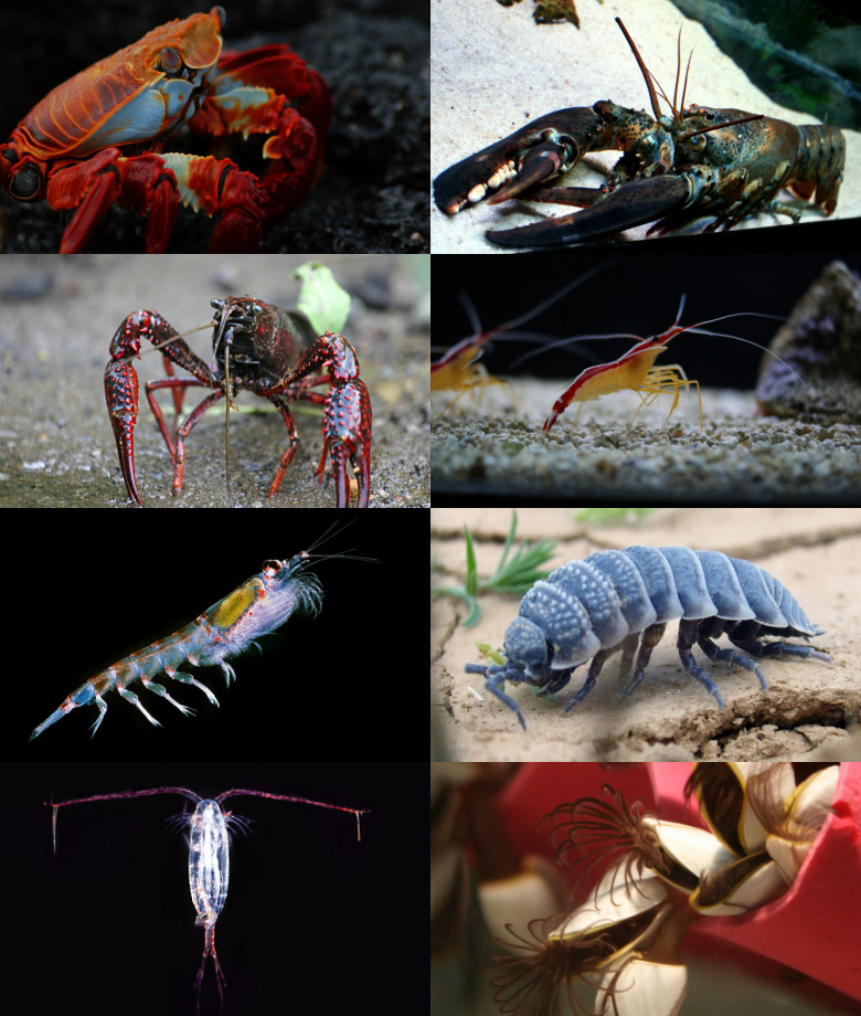 Are crustaceans insects?