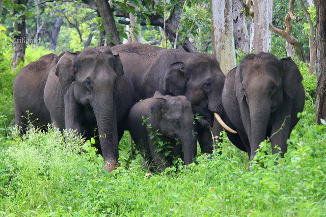 Are elephant herds all female?