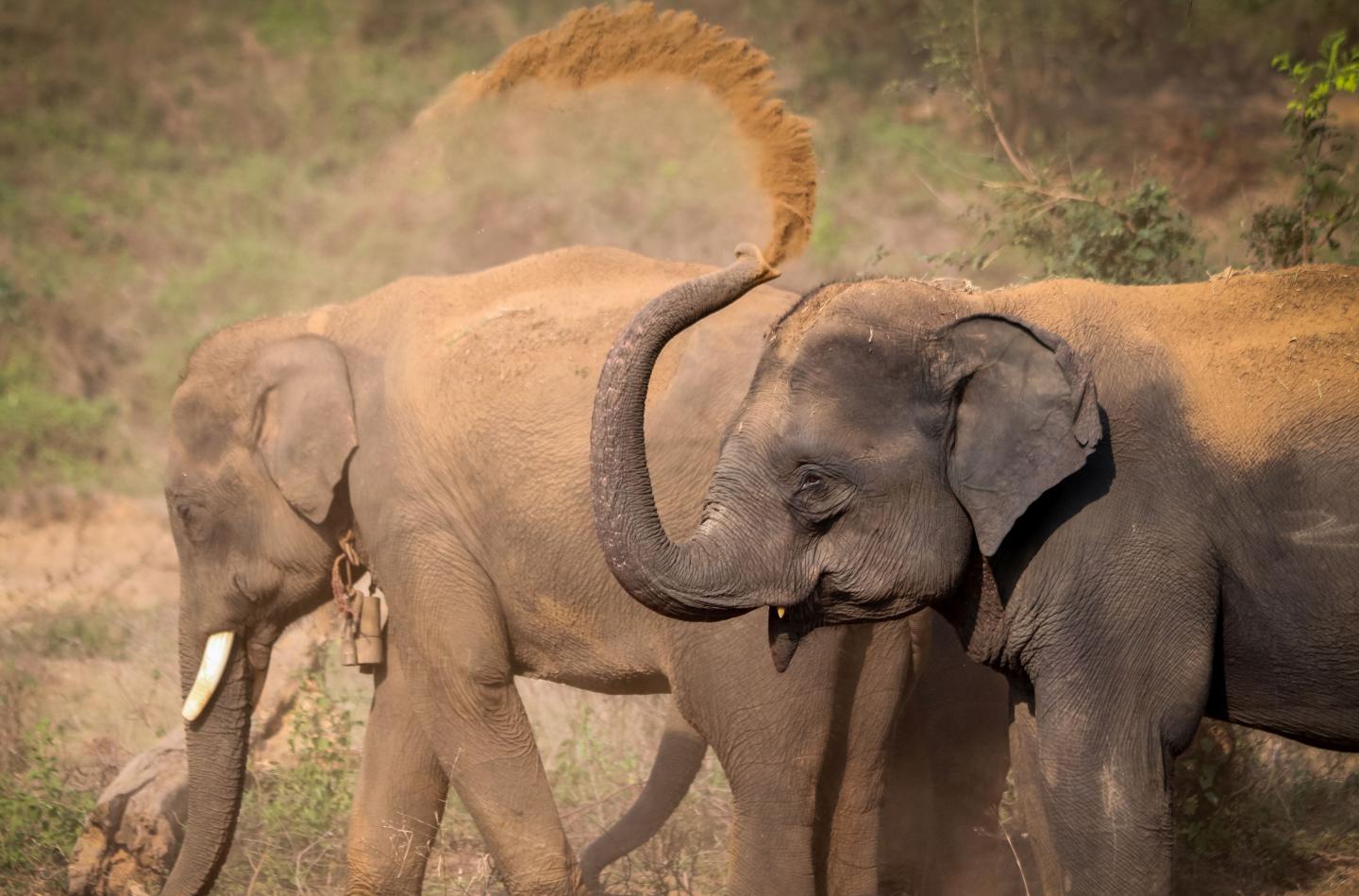Are elephants male or female?