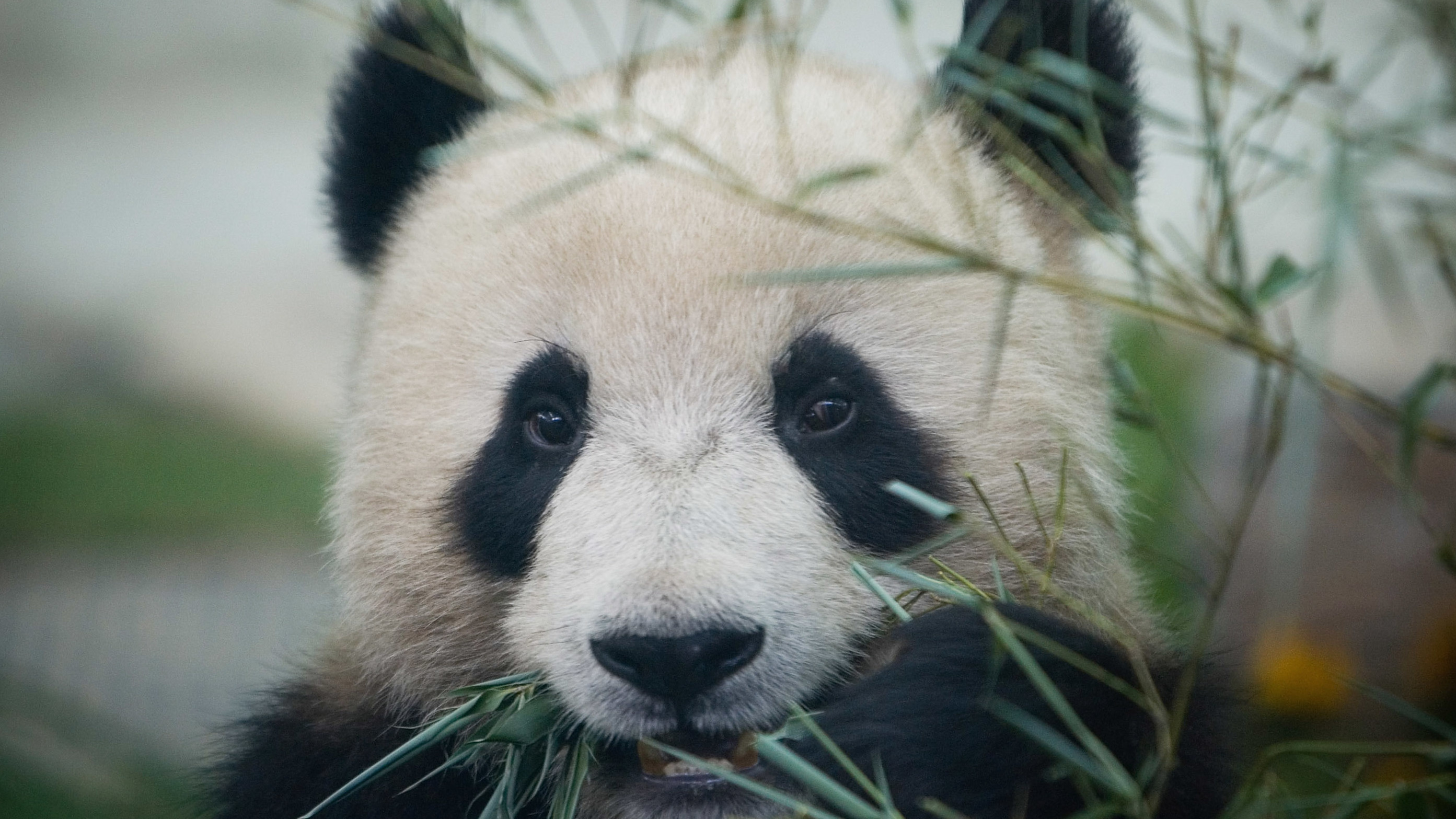 Are giant pandas endangered 2021?