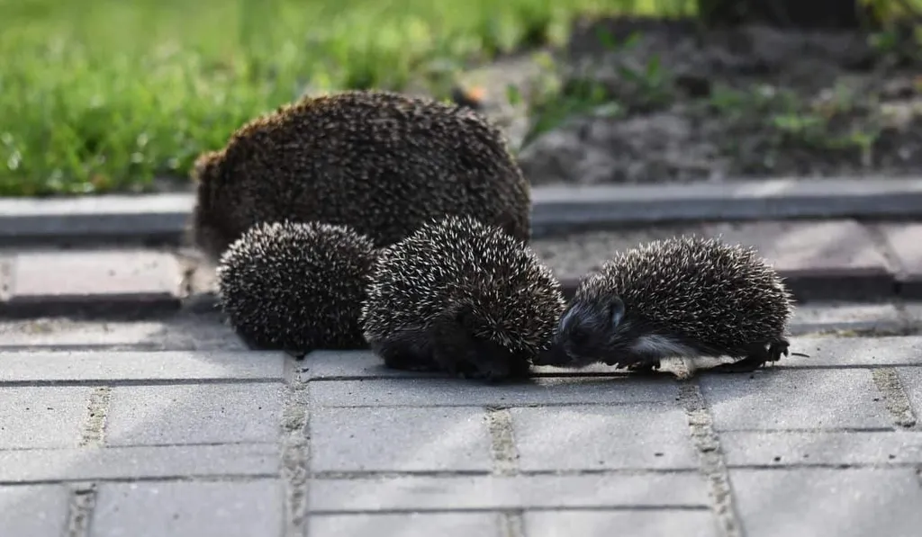 Are hedgehogs good in groups?