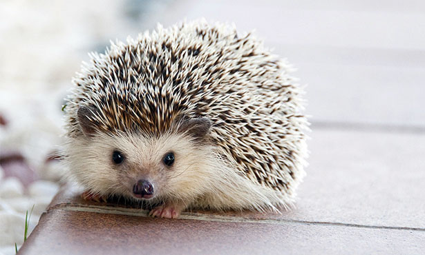 Are hedgehogs solitary?