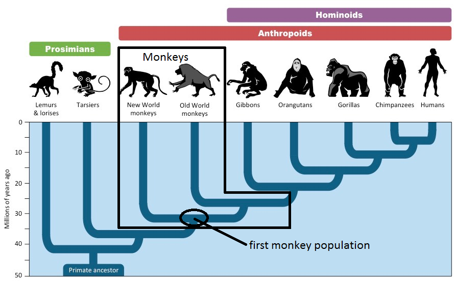 Are humans descendants of monkeys?