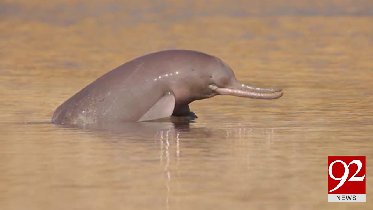 Are Indus River dolphins blind?