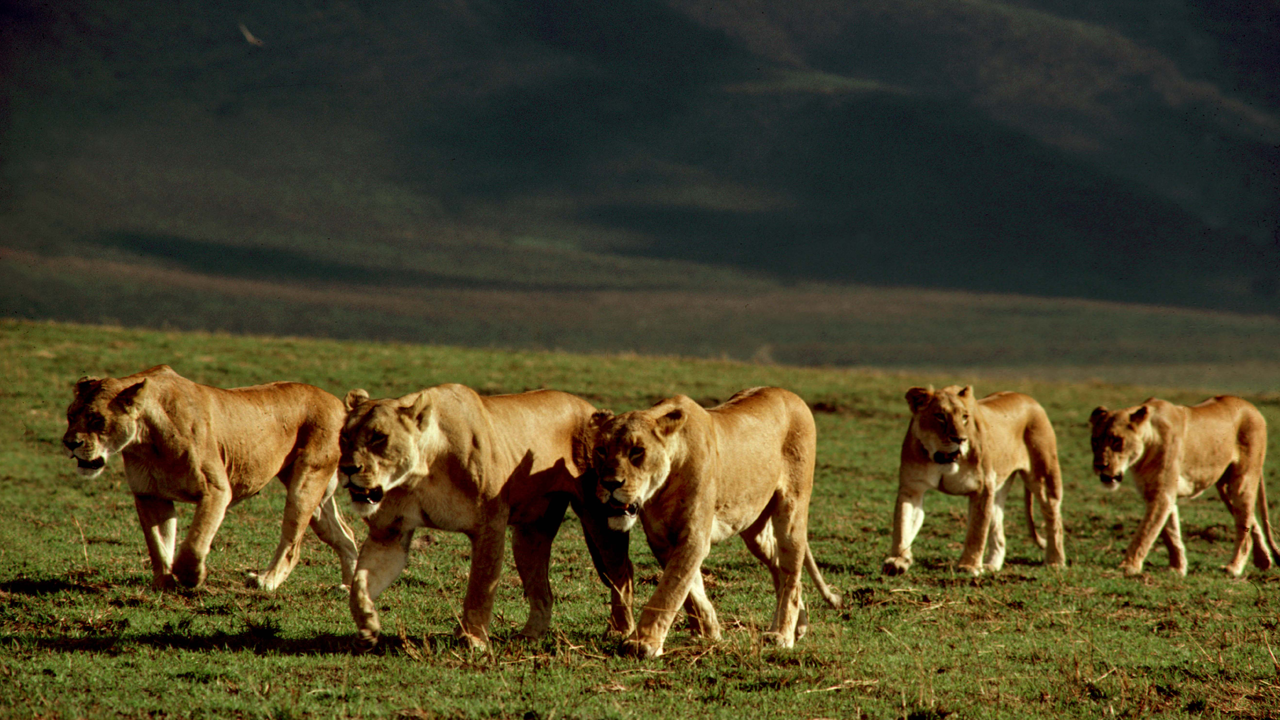 Are Lions sociable animals?