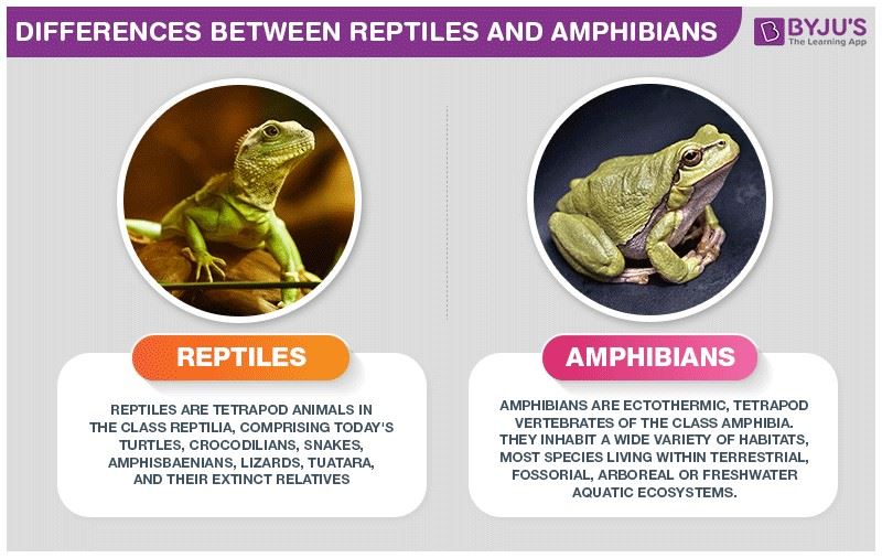 Are lizards reptiles or amphibians?
