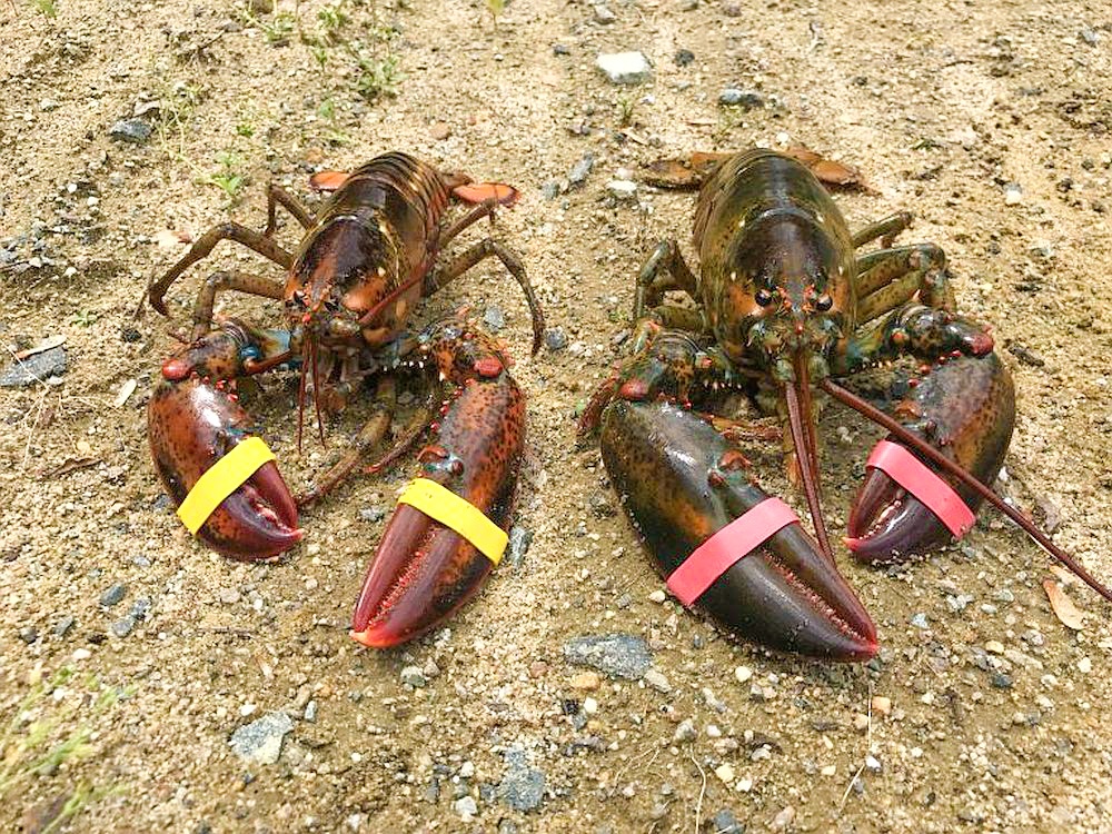 Are lobster claws always on the same side?
