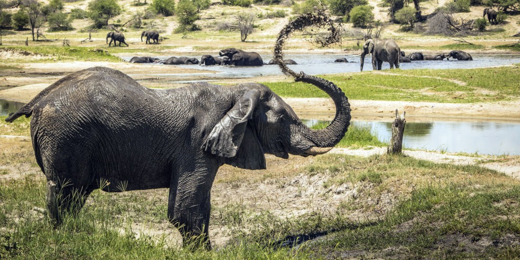 Are male elephants loners?
