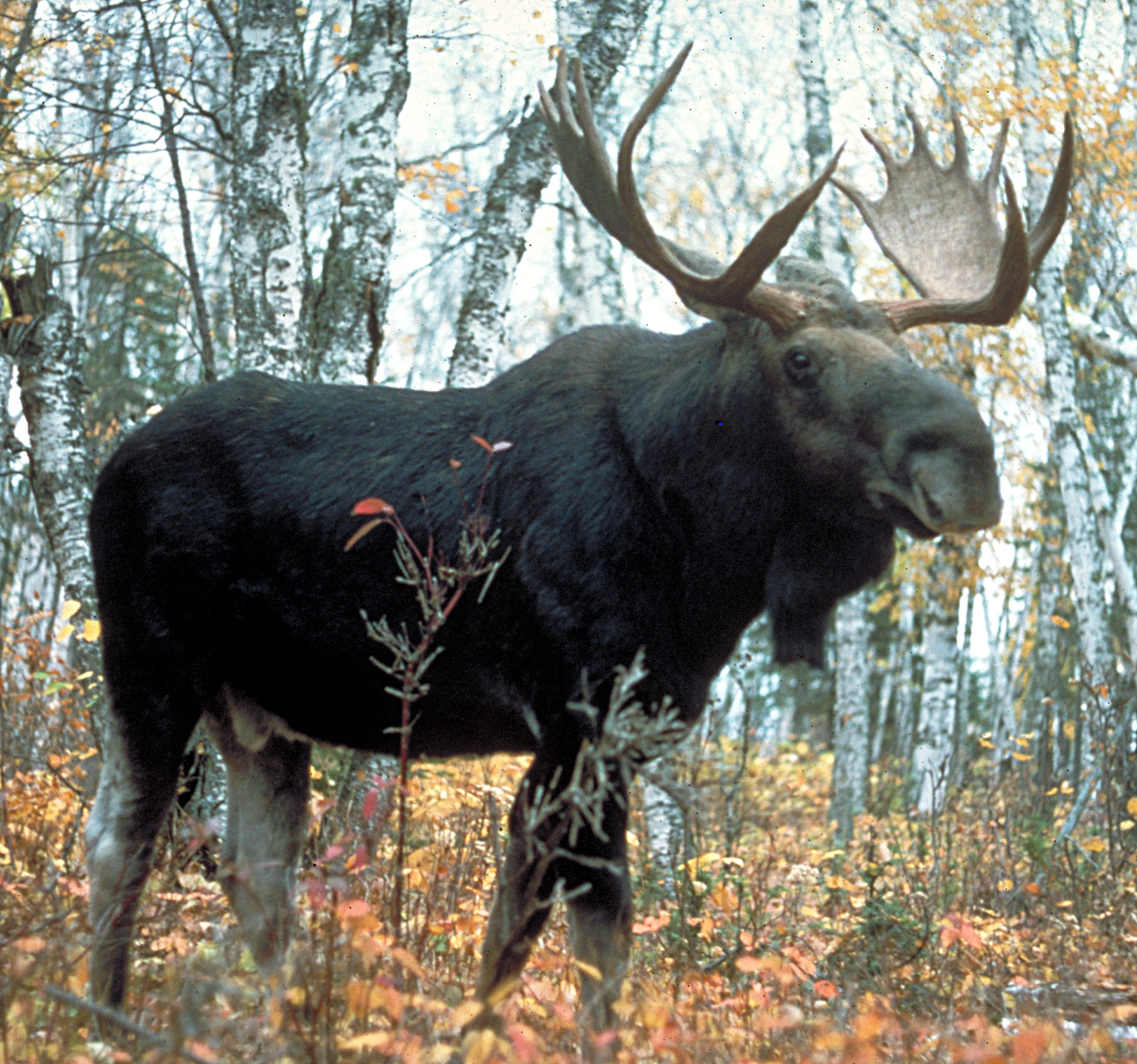 Are moose social animals?
