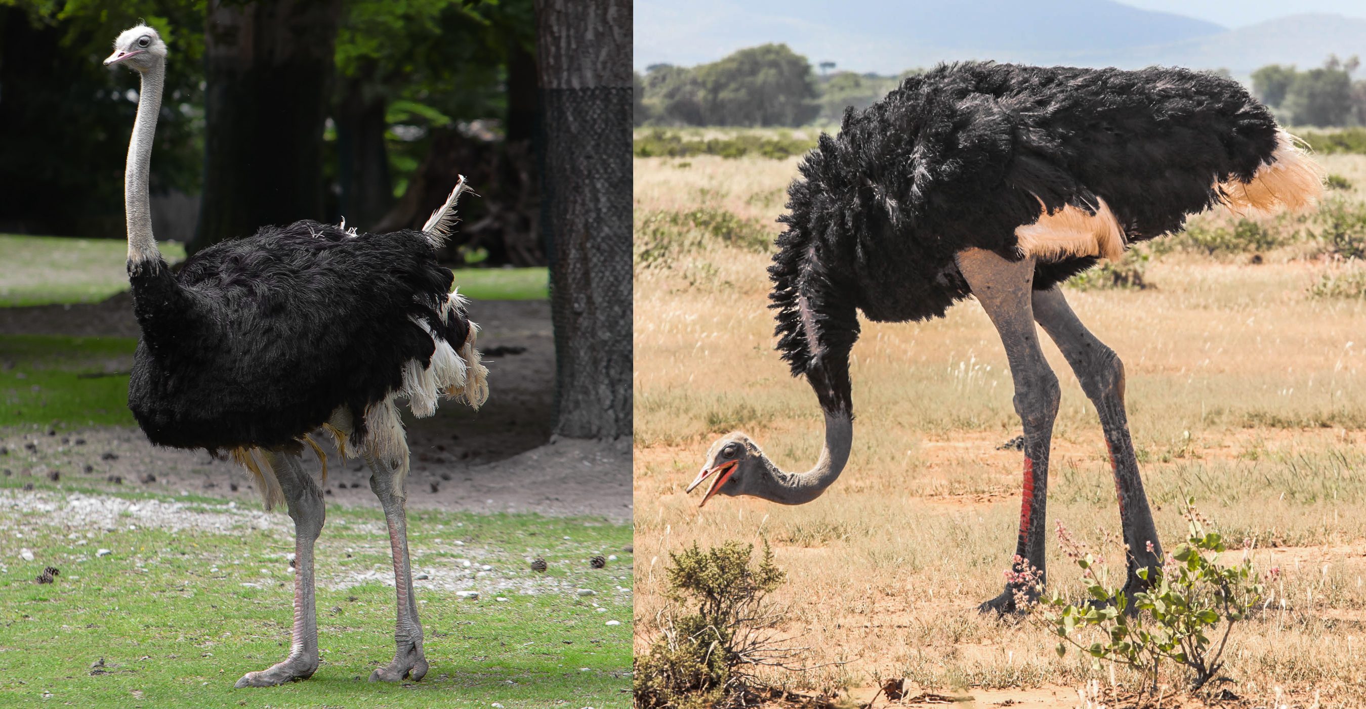 Are ostriches birds or animals?