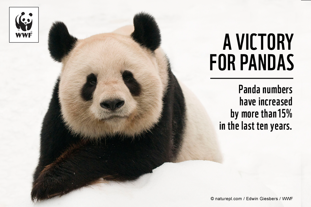 Are pandas going extinct 2020?