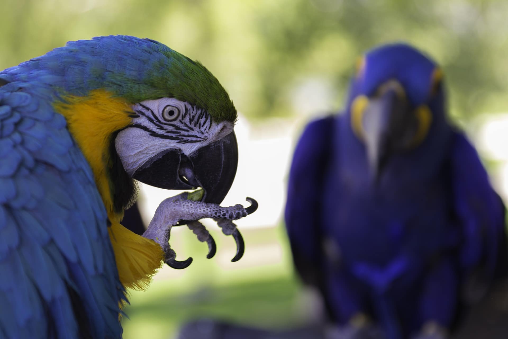 Are parrots left-handed or right-handed?