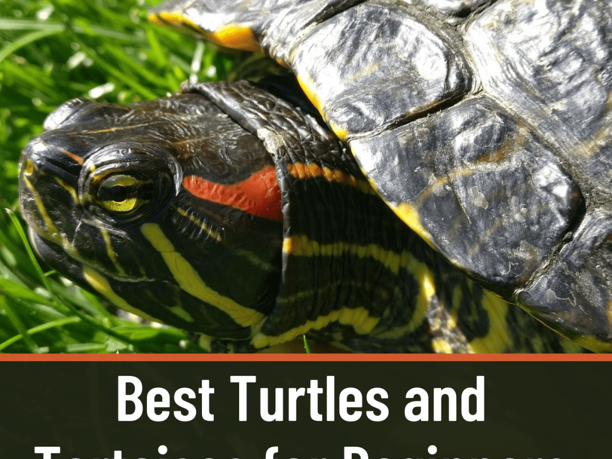 Are pet turtles and tortoises popular?