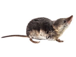 Are pygmy shrew poisonous?