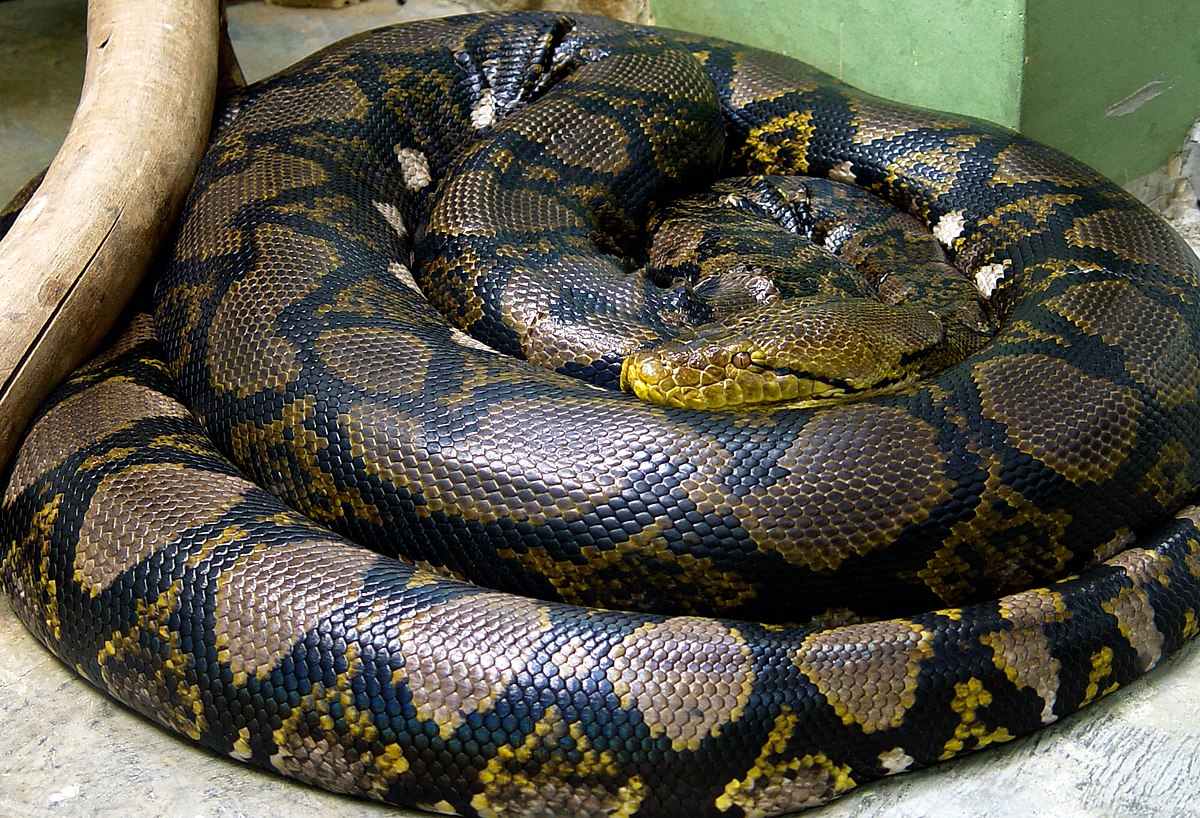 Are python snakes aggressive?