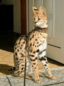Are Savannah cats and servals the same thing?