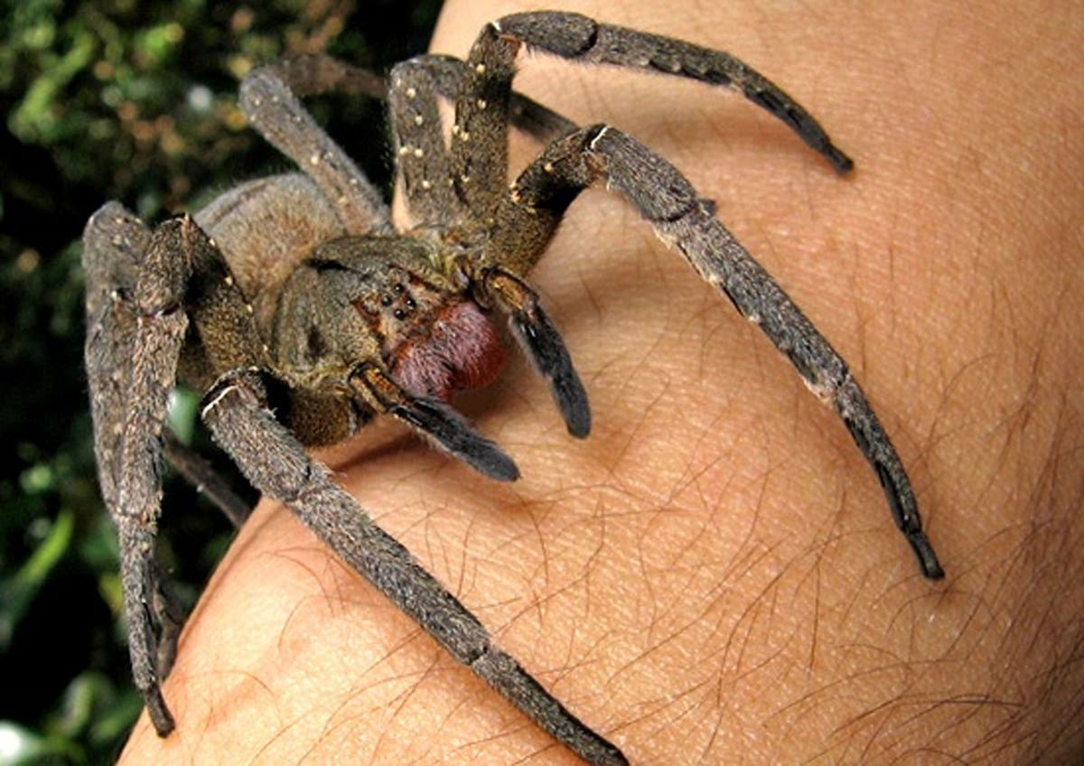 Are spiders in Brazil dangerous to children?