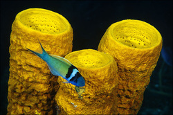 Are sponges cold blooded or warm blooded?