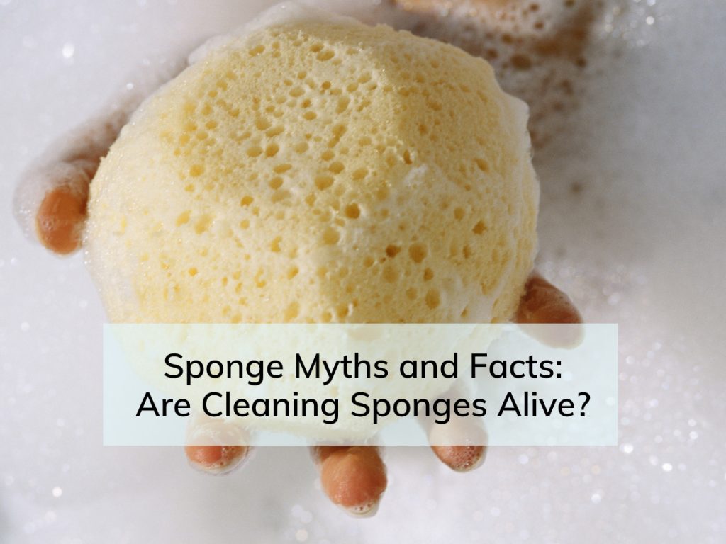 Are the sponges we use alive?