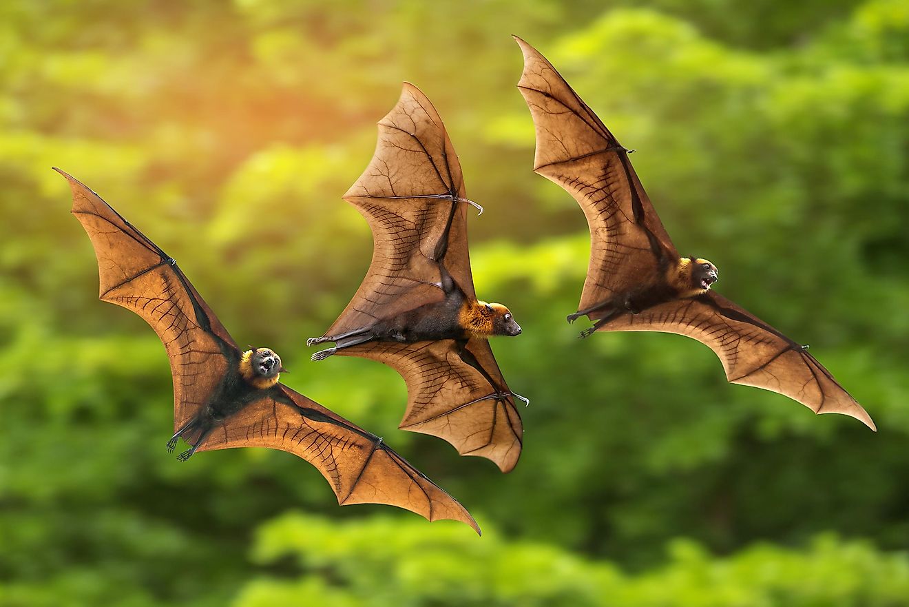 Are there any winged mammals? Are there any winged mammals?