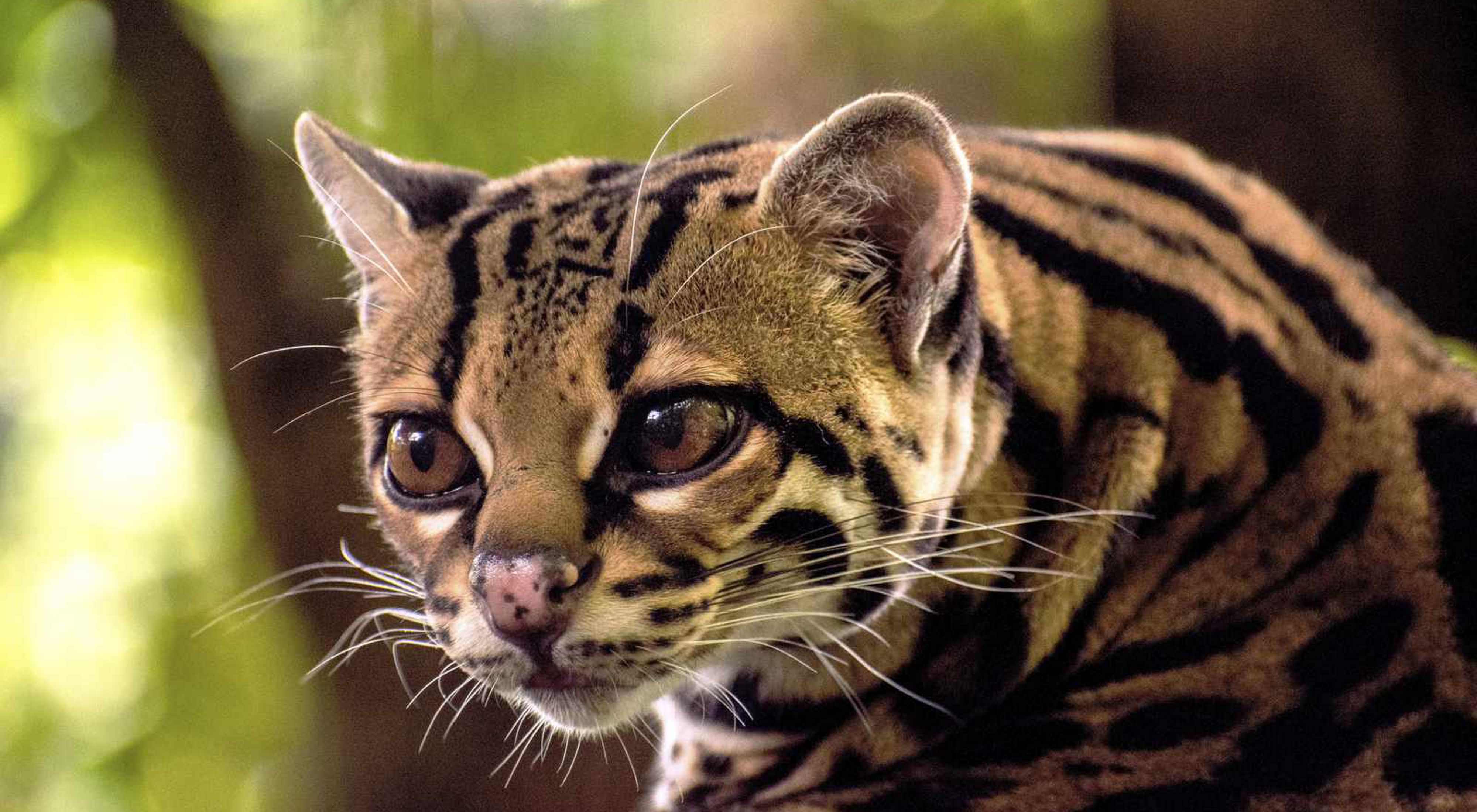 Are there still ocelots in Texas?