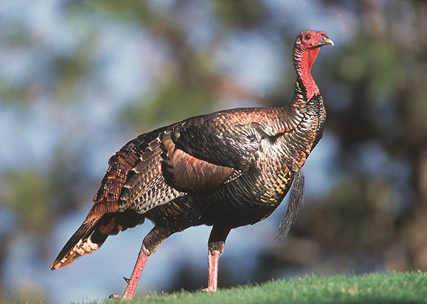 Are turkeys intelligent animals?